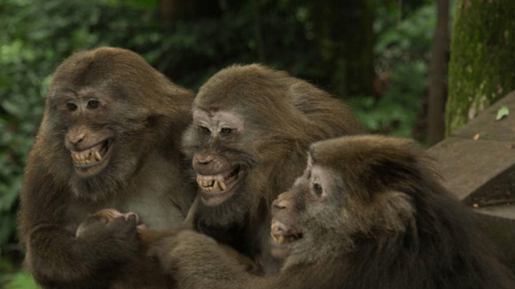 猴市震荡环境如何应对?